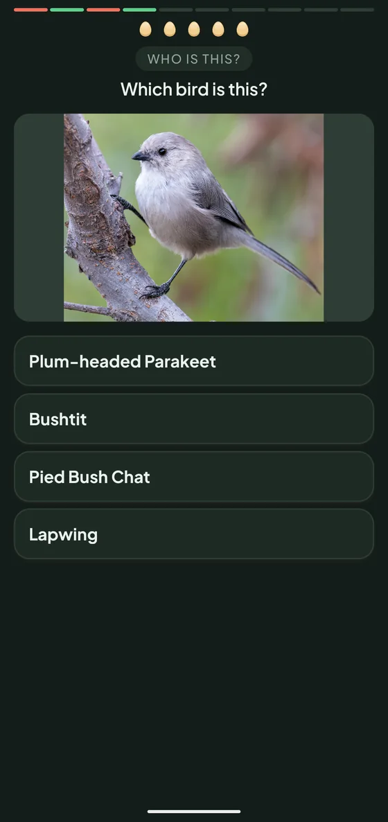 Fledge photo quiz: which bird is this? A photo of a small grey bird with four answers.
